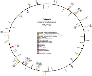 Fava bean mitochondrial genome map
