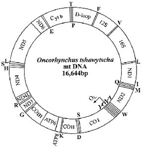 King salmon mitochondrial genome map