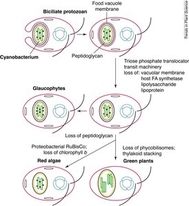 Diagram of endosymbiotic origins of chloroplasts and mitochondria