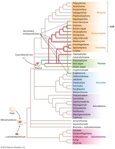 Phylogenetic tree showing endosymbiosis events