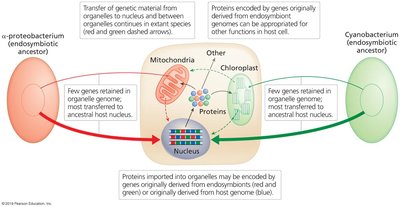 Diagram of gene transfer between organelles and nucleus