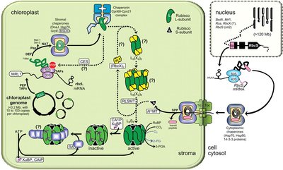 Rubisco gene coordination between chloroplast and nucleus