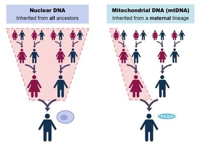 Diagram of nuclear vs. mitochondrial inheritance