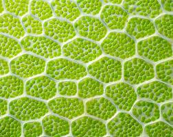 Micrograph of plant cells with chloroplasts