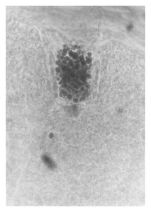 Developing pollen tube of larch with chloroplasts