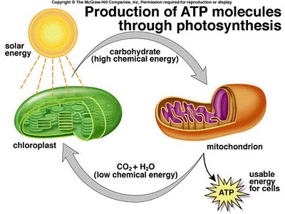 Diagram showing chloroplasts and mitochondria roles in energy production