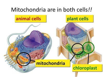 Mitochondria are in both animal and plant cells