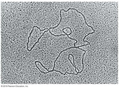 Micrograph of lettuce chloroplast DNA