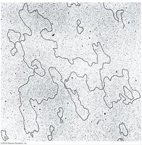 Micrograph of mitochondrial DNA