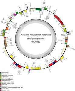 Circular map of chloroplast genome