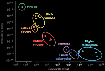 Mutation rate vs. genome size graph