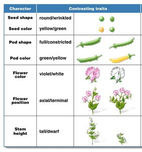 Table of pea plant characters and contrasting traits
