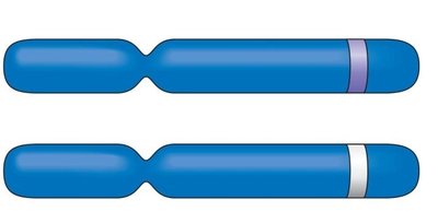 Meiosis and gamete formation