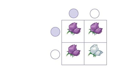 Punnett square for monohybrid cross