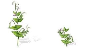 Punnett square for tall and dwarf cross