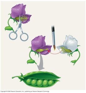 Mendel's cross-pollination technique