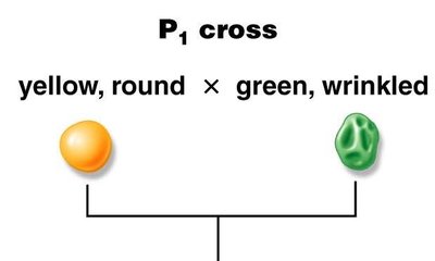 Dihybrid cross setup