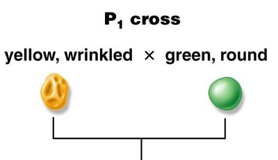 Dihybrid cross setup