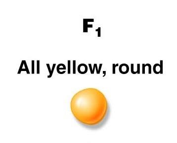 Dihybrid cross setup