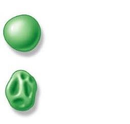 Dihybrid F2 ratio table