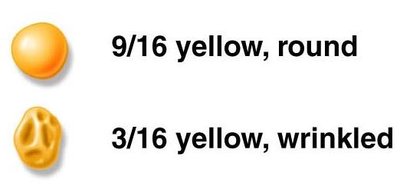 Dihybrid F2 ratio table