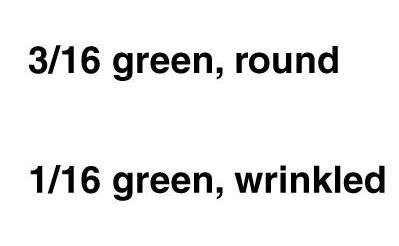 Dihybrid F2 ratio table