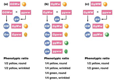 Trihybrid gamete formation