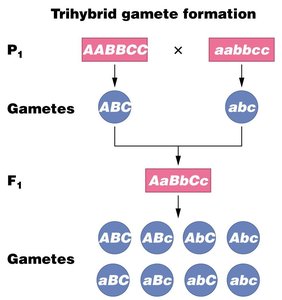 Trihybrid Punnett square