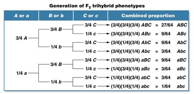 Trihybrid ratio table