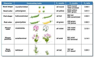 Mendel's conclusion: particulate unit factors