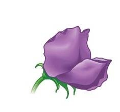 Purple flower phenotype