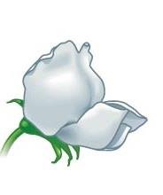 White flower phenotype