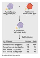 Example of phenotypic ratios in linked gene test cross