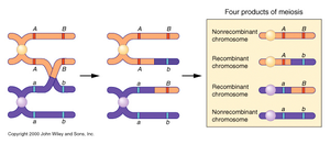 Four products of meiosis showing recombination and nonrecombination
