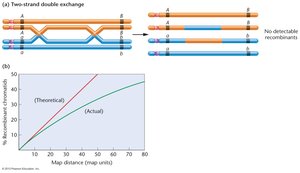 Graph showing theoretical and actual recombination frequencies vs. map distance