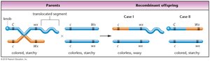 Diagram of crossing over and recombinant chromosomes