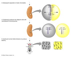 Twin spot formation in Drosophila