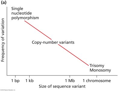 Copy number variation by mispairing of repeats