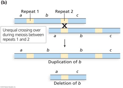 Gene annotation using cDNA and consensus sequences