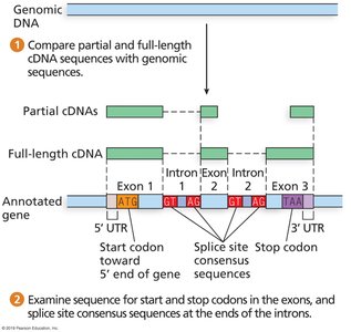 Frequency and size of sequence variants