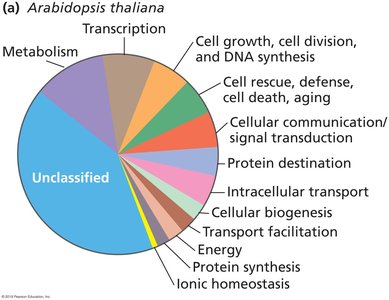 Gene density and intron number across species