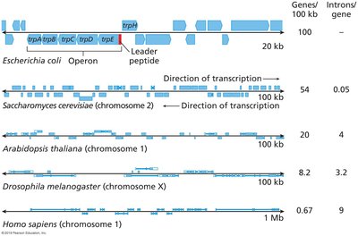 Genes and repeats in the human genome