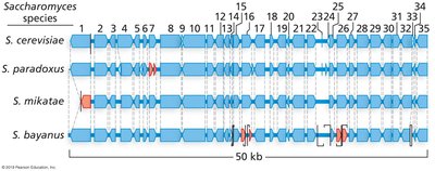 Gene duplication and fates of duplicated genes