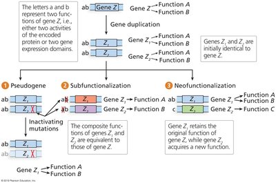 Gene duplication outcomes