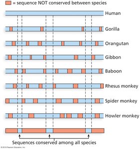 Conservation among primate genomes