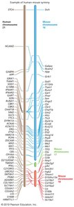 Genome duplication and loss of microsynteny