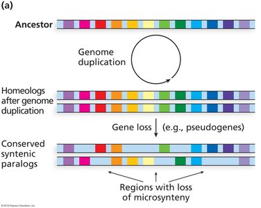 Synteny between human and mouse chromosomes
