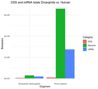 CDS and mRNA totals Drosophila vs. Human (repeated)