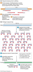 Sequencing by primer walking and shotgun sequencing