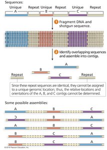 Assembly ambiguity due to repeats